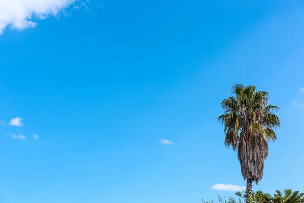 Palmiye ağacı bahar mavi gökyüzü altında — Stok fotoğraf