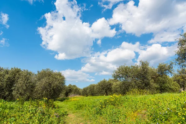 Molnig himmel över ett grönt fält under våren — Stockfoto