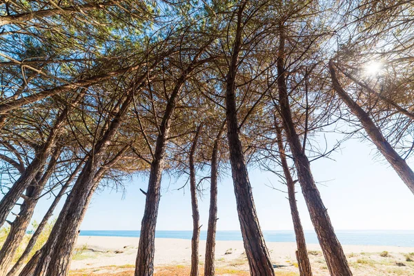 Pinhais à beira-mar na praia de Perdepera — Fotografia de Stock