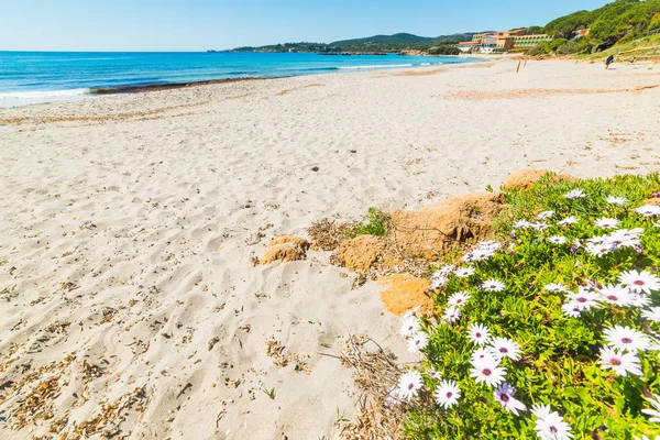 Kwiatów przez morze w Le Bombarde beach — Zdjęcie stockowe