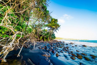 Guadeloupe 'daki Grand Anse plajında kayalar ve siyah kum.