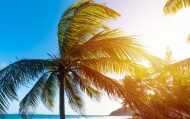 Güneş batarken Grand Anse plajında parlıyor.