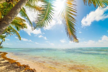 Guadeloupe Bois Jolan plajda Hindistan cevizi palmiye ağaçları