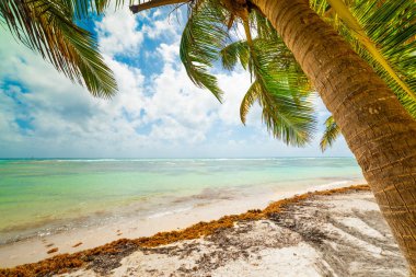 Guadeloupe Bois Jolan plajda Palmiye ağaçları