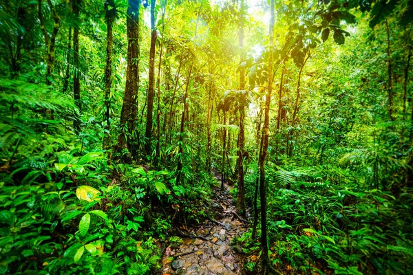 Camino en Basse Terre selva en Guadalupe —  Fotos de Stock