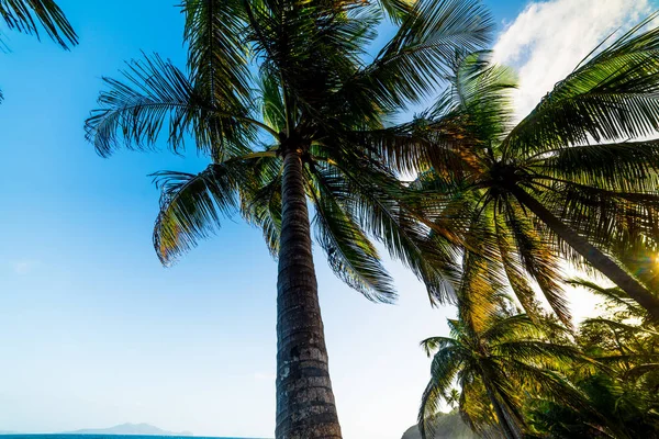 Palme a Grand Anse spiaggia in Guadalupa — Foto Stock