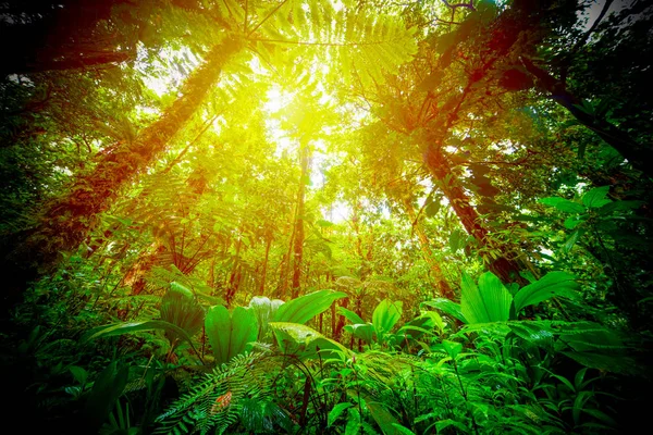Lujosa vegetación en la selva Basse Terre en Guadalupe — Foto de Stock