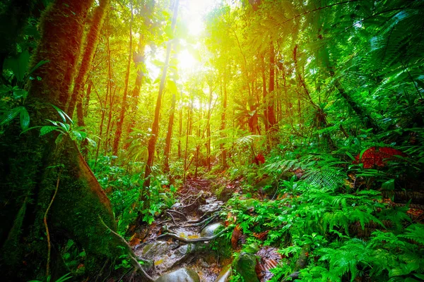 Le soleil brille sur la jungle de Basse Terre en Guadeloupe — Photo