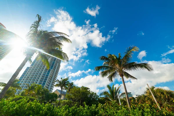 Palm trees and skyscrapers in Miami Beach — Stock Photo, Image