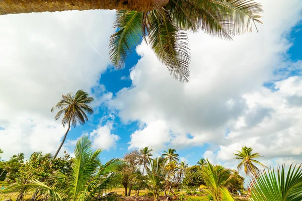 Palm trees in Le Moule seafront in Guadeloupe — Stock Photo, Image