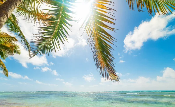 Kokosnoot palmbomen en turquoise water in Bois Jolan strand — Stockfoto