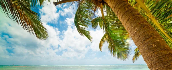 Palm boom in Bois Jolan strand in Guadeloupe — Stockfoto