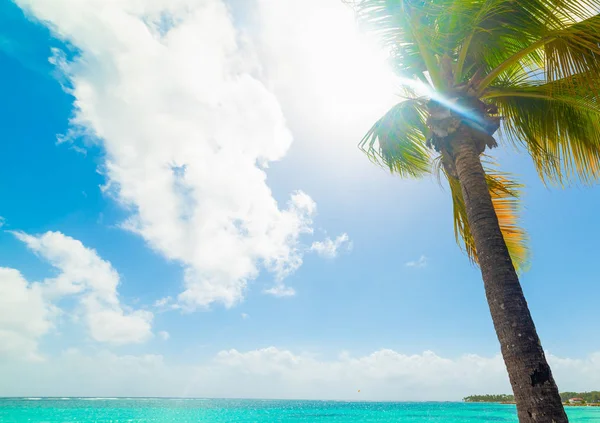 Palm boom in Sainte Anne kust in Guadeloupe — Stockfoto