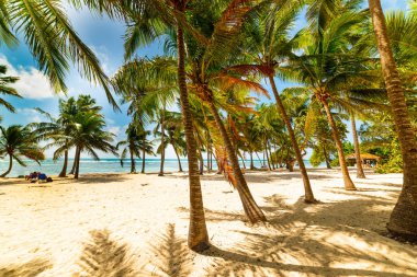 Guadeloupe Bois Jolan plajda Palmiye ağaçları