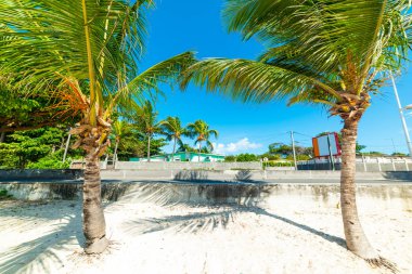 Palmiye ağaçları ve Guadeloupe kuru üzüm Clairs plaj beyaz kum