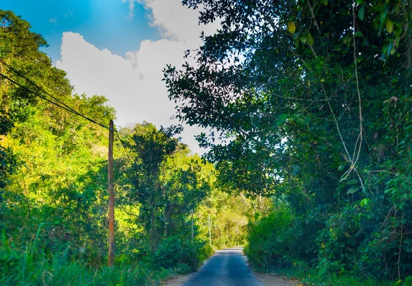 Altos árboles por un estrecho camino rural en Guadalupe — Foto de Stock