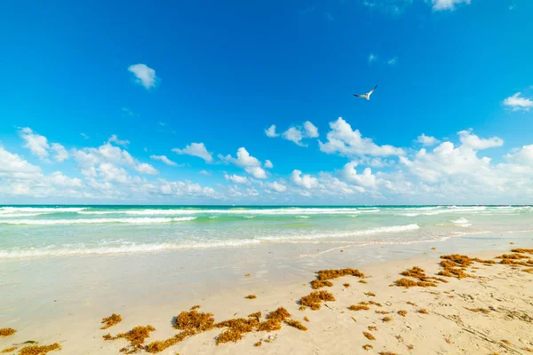 Zeemeeuw vliegen over Miami Beach kleurrijke kust — Stockfoto