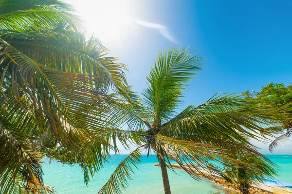 Palme nella bellissima spiaggia di La Datcha in Guadalupa — Foto Stock