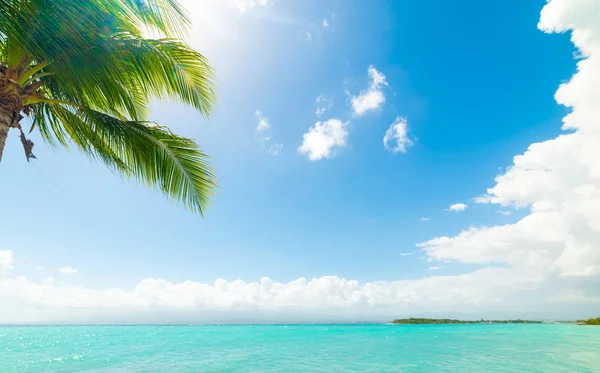 Türkisfarbenes Wasser und Palme in le gosier shore — Stockfoto