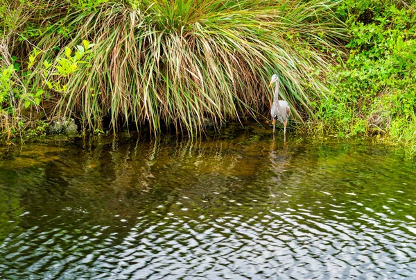 Grand héron dans l'eau dans le parc national des Everglades — Photo