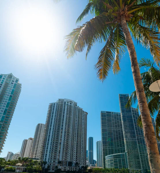 Wolkenkratzer und Palmen in Miami River Promenade an einem sonnigen Tag — Stockfoto