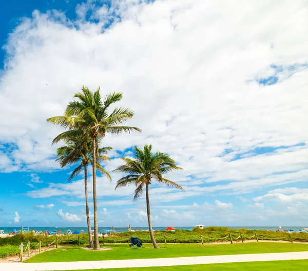 Palm trees in beautiful Pompano Beach seafront on a sunny day — 스톡 사진