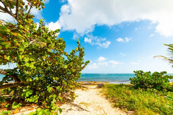 Green plants in Autre Bord beach in Guadeloupe — Stock Photo, Image