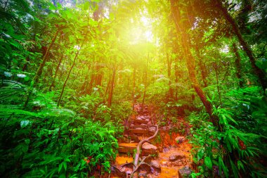 Basseterre ormanında toprak yol ve uzun ağaçlar.