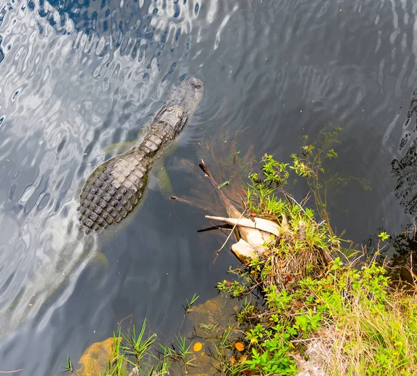 Aligator w parku Everglades widziany z góry — Zdjęcie stockowe