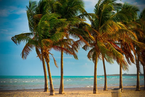 Palmy w Crandon Park o zachodzie słońca — Zdjęcie stockowe