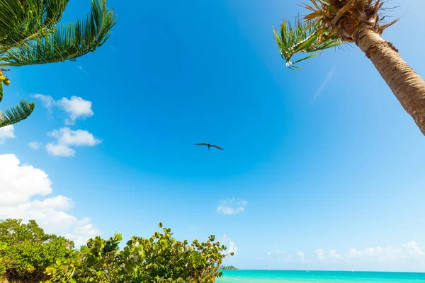 Guadeloupe Bas du Fort plaj üzerinde uçan Pelikan — Stok fotoğraf