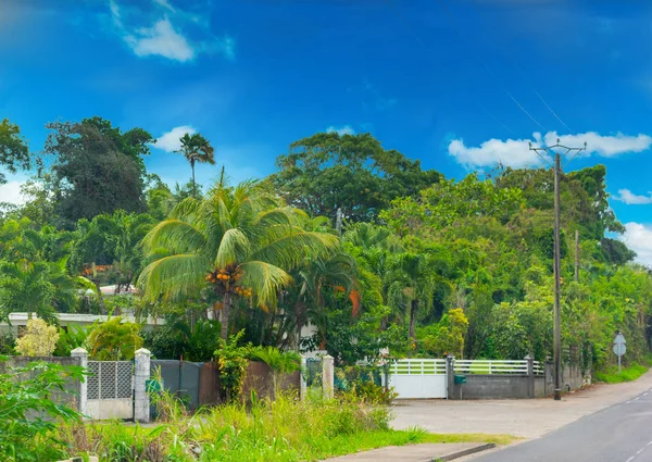 Üppige Vegetation am Rande einer Landstraße in Guadeloupe — Stockfoto