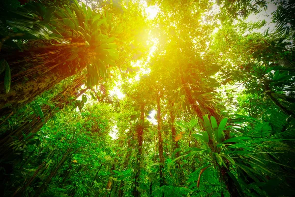 Tall trees in Basse Terre jungle — Stock Photo, Image