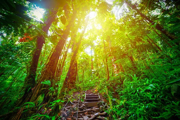 Radici e alberi ad alto fusto nella giungla Bass Terre in Guadalupa — Foto Stock