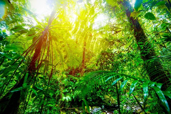 Basse terre djungel vid solnedgången — Stockfoto
