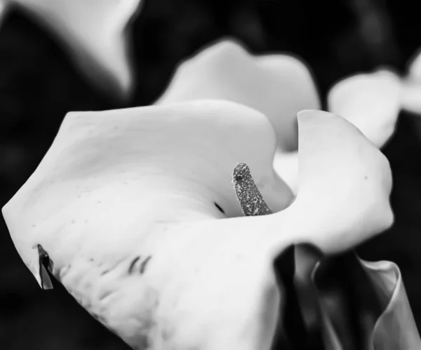 Nahaufnahme einer weißen Lilienblüte in schwarz und weiß — Stockfoto