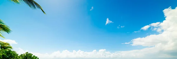 白い柔らかい雲と青い空の下でヤシの木 — ストック写真
