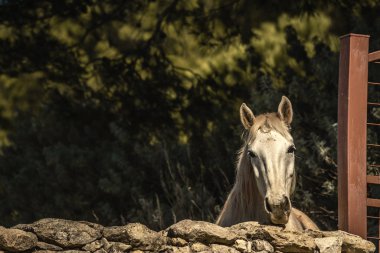 White horse kuru bir taş duvarın arkasında