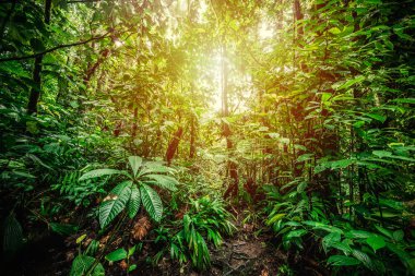 Guadeloupe 'daki Basse Terre Ormanı