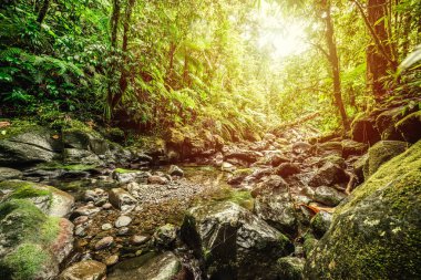Guadeloupe 'daki Basse Terre ormanında küçük bir dere.