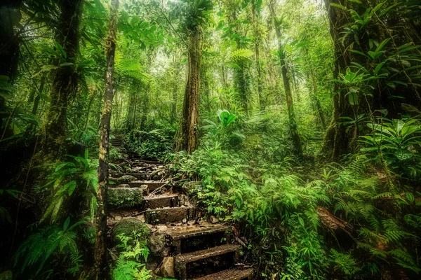Kroki w dżungli Basse Terre — Zdjęcie stockowe
