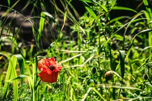 Красный мак в зеленом поле — стоковое фото
