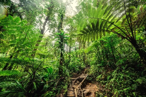 Huge ferns in Basse Terre jungle — Stock Photo, Image