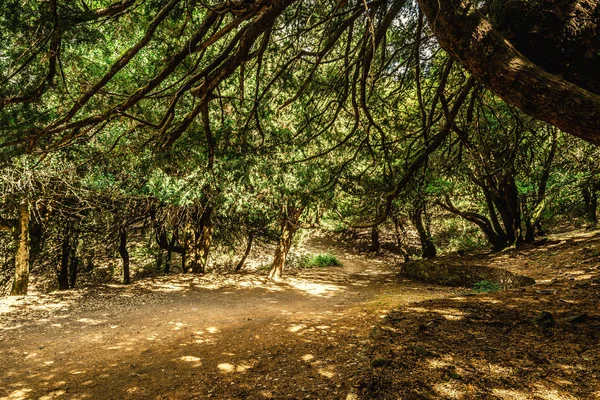 Árvores em Badde Salighes madeira — Fotografia de Stock