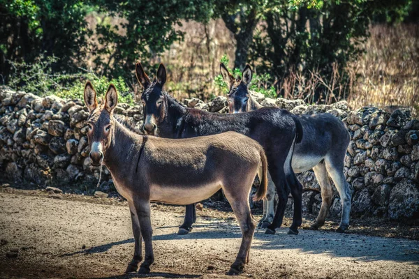 Burros en el campo —  Fotos de Stock