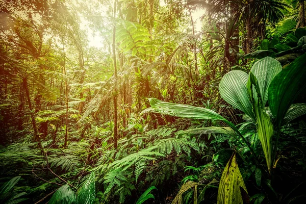 Sonne scheint über dem basse terre Dschungel in Guadeloupe — Stockfoto