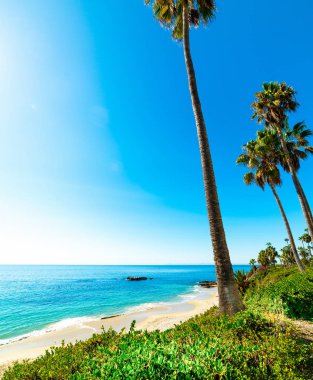 palmiye ağaçları Laguna Beach