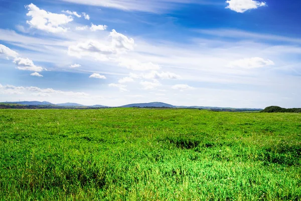 Grön äng och blå himmel på den sardiska landsbygden — Stockfoto