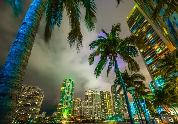 Palmer och skyskrapor i Miami Riverwalk — Stockfoto