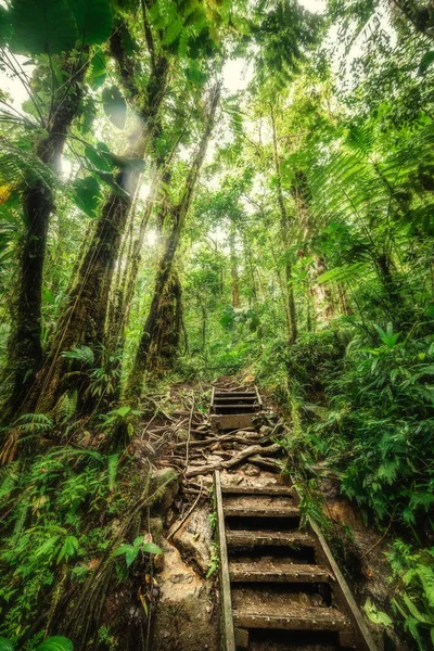 Gamla steg i Basse Terre djungel — Stockfoto